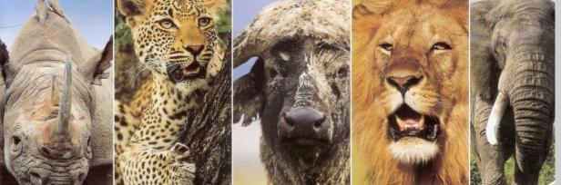 The real big five!